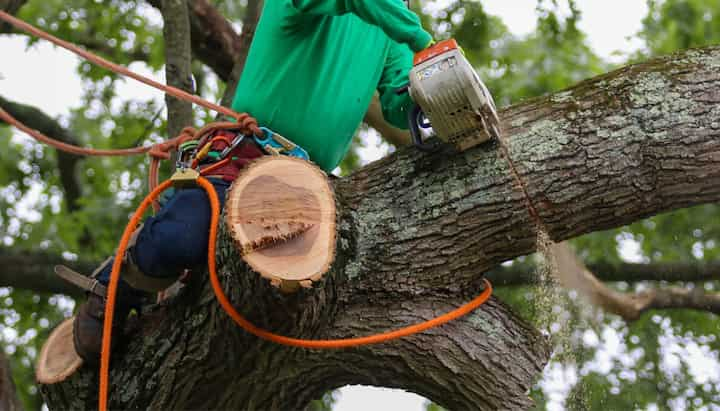 tree removal ithaca