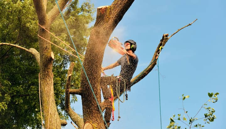 tree removal ithaca