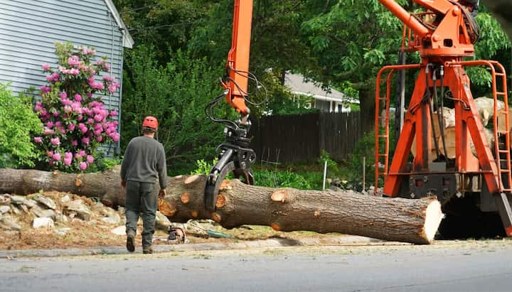 tree service ithaca