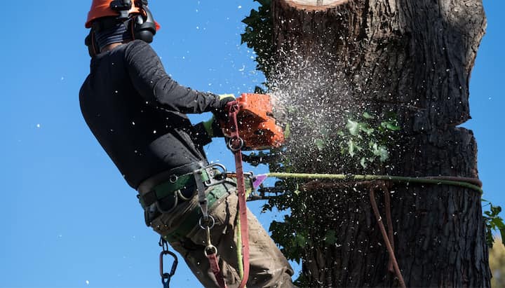 tree service ithaca